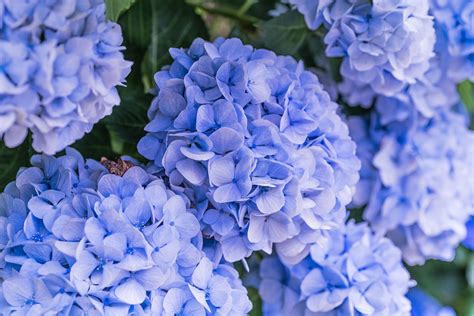 How to Change the Color of Your Hydrangeas | Hydrangea colors, Big leaf ...