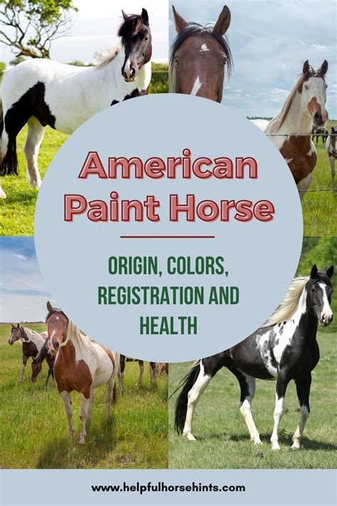 The American Paint Horse is one of the most recognizable horse breeds ...