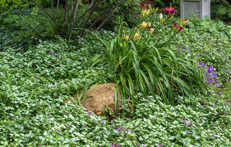 Ground cover plants for shade perennials that keep weeds down – Artofit