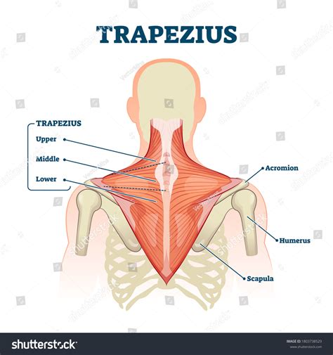 Trapezius Muscle Labeled Medical Anatomy Structure: stockvector ...