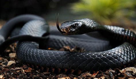 Black Mamba Snakes - Facts, Diet & Habitat Information