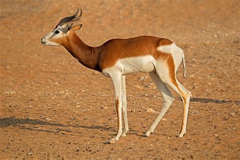 What Animals Live In The Sahara Desert? - WorldAtlas