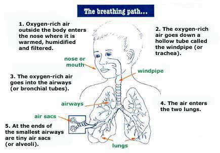 Pediatric Asthma | Symptoms, Diagnosis & Treatment