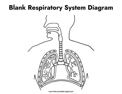 Respiratory System Diagram Unlabeled – Free-printable-paper.com