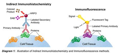 Immunohistochemistry Protocol - Leinco Technologies