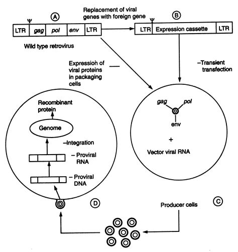 Neural Chemical Remapping - Biology - Science Forums