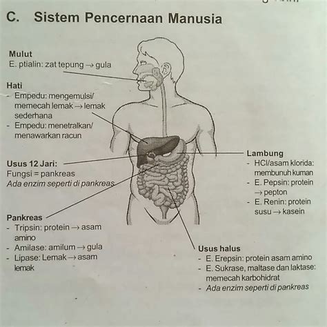 Fungsi Sistem Pencernaan Manusia - IMAGESEE