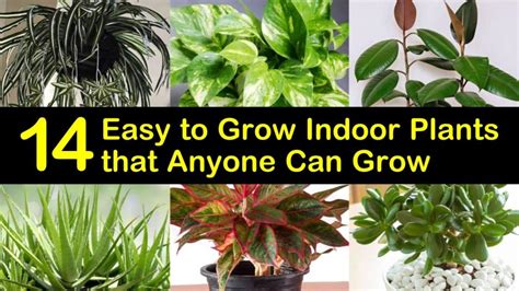 14 Easy to Grow Indoor Plants that Anyone Can Grow