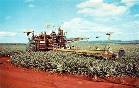 Pineapple Harvesting in our 50th State Hawaii | Hawaii, Hawaiian ...