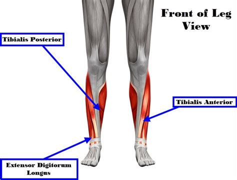 Types Of Shin Splints