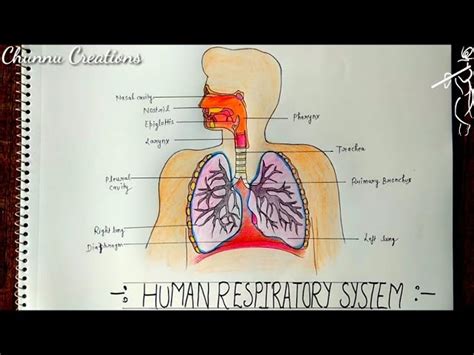 Human Respiratory System Diagram For Kids