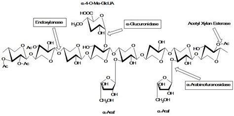 A Review of Xylanase Production by the Fermentation of Xylan ...