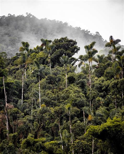 What is forest biodiversity and why does it matter? | World Economic Forum