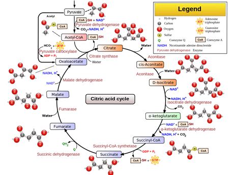 Pyruvate Dehydrogenase Deficiency – Mitochondrial dysfunction – Genetic ...