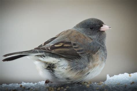 Feather Tailed Stories: Dark-eyed Junco