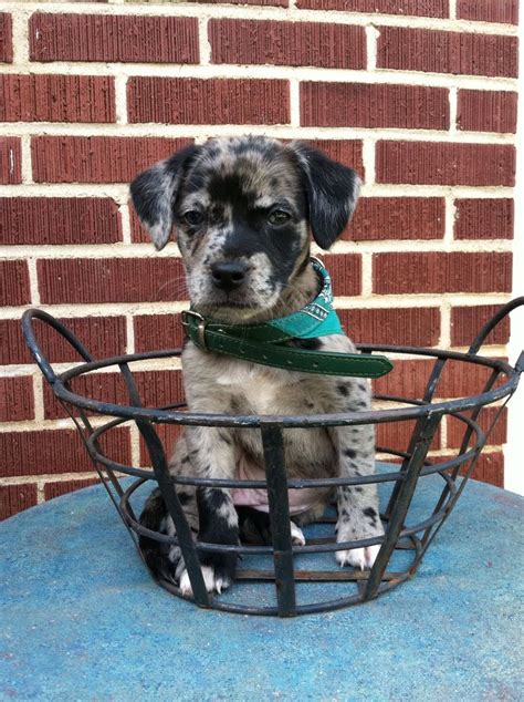 Aussiedor (Australian Shepherd-Labrador Retriever Mix) Info and Pictures