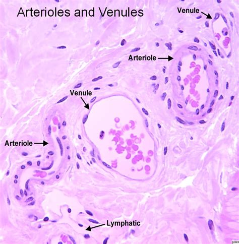 56 Cardiovascular Histology at University Of Virginia School Of ...