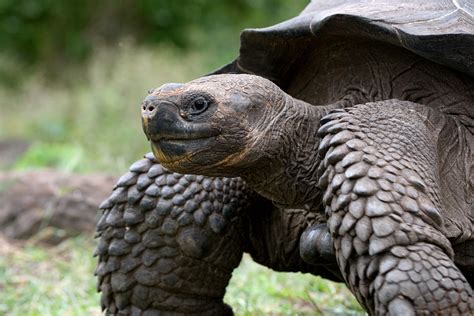 Giant Tortoise - National Maritime Historical Society