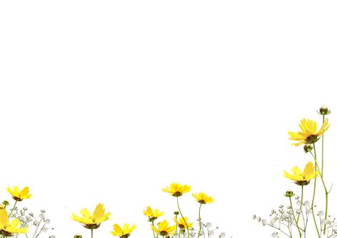 Flower overlay png, Flower overlay png Transparent FREE for download on ...