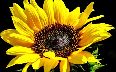 Vibrant Sunflower in Nature - HD Wallpaper