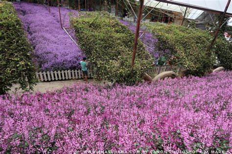 Taman Bunga Lavender Cameron Highland Terbaru