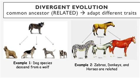 Divergent Evolution | Definition, Types & Examples