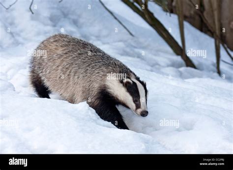 European badger in snow (Meles meles Stock Photo: 41858002 - Alamy