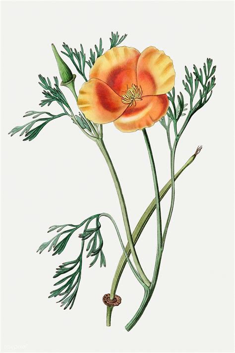 Download premium illustration of Vintage saffron colored eschscholzia ...