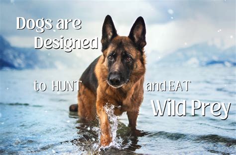 Dogs are Designed to Hunt and Eat Wild Prey