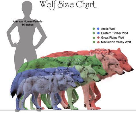 WolfSizeChart2014.png (552×467) | Size Matters | Pinterest | Animal ...