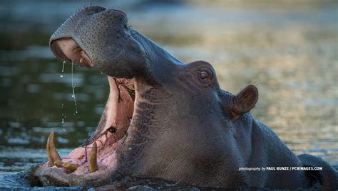 World Hippo Day: Africa’s hippos targeted for illegal ivory trade ...