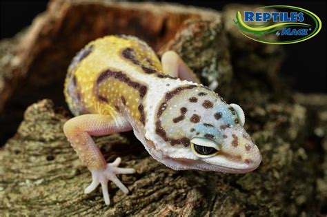 Leopard Gecko Care Sheet – Reptiles by Mack