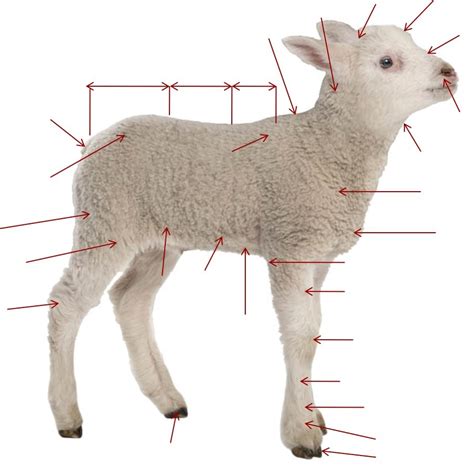 Sheep Anatomy Diagram | Quizlet