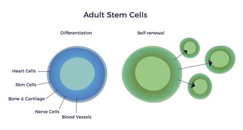 Biodistribution of Adult Stem Cells - AMBROSE Cell Therapy