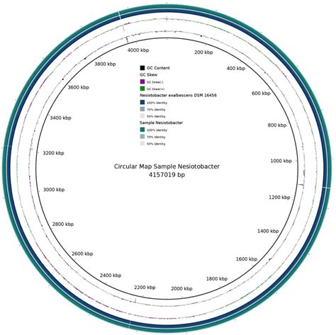 Circular representation of the single circular chromosome of N ...