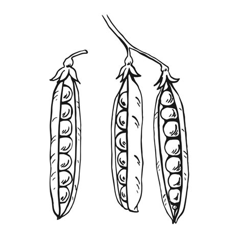 Peas pods sketch. Set. Hand drawn illustration converted to vector ...