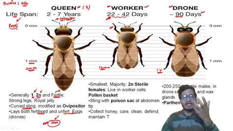 Drone Bee Vs Worker Bee