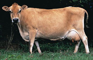 Jersey | breed of cattle | Britannica.com