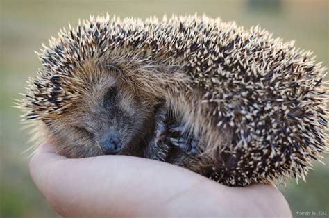 European hedgehog | Flickr - Photo Sharing!