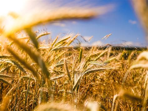 Download "Golden Barley Field Ready for Harvest" Wallpaper | Wallpapers.com