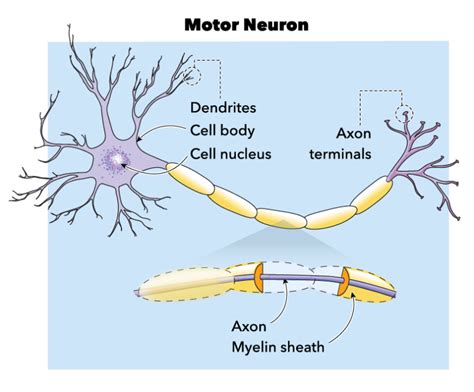 [Figure, Figure showing Labeled Motor Neuron. Contributed by Katherine ...