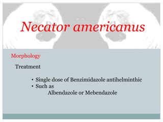 Necator americanus | PPT