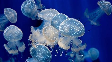 jellyfish | Jellyfish, Jellyfish art, Sea jellies