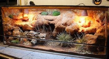 10 Creative Bearded Dragon Enclosure Ideas to Try in 2022