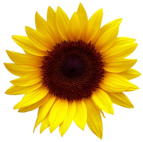 Sunflower clipart real pictures on Cliparts Pub 2020! 🔝