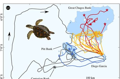 Do Hawksbill Sea Turtles Migrate