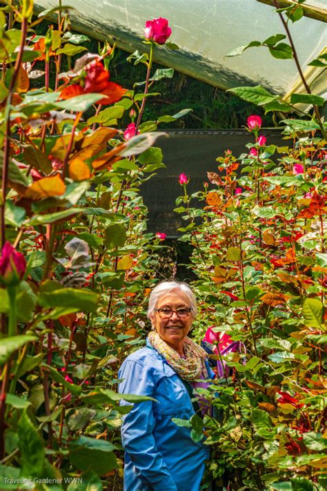 Roses of Ecuador | A Traveling Gardener