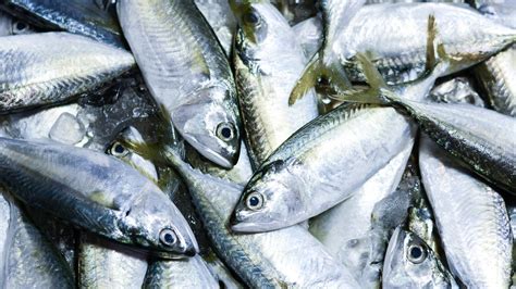 Where Did The Phrase Holy Mackerel Come From?