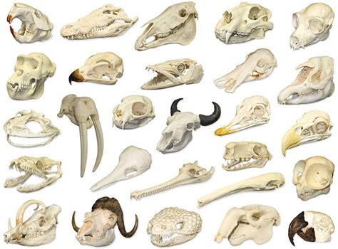 Rodent Small Animal Skull Identification Chart