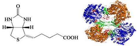 Structure of zymase enzyme. | Download Scientific Diagram